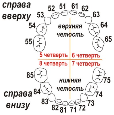 молочные зубы по системе Виола